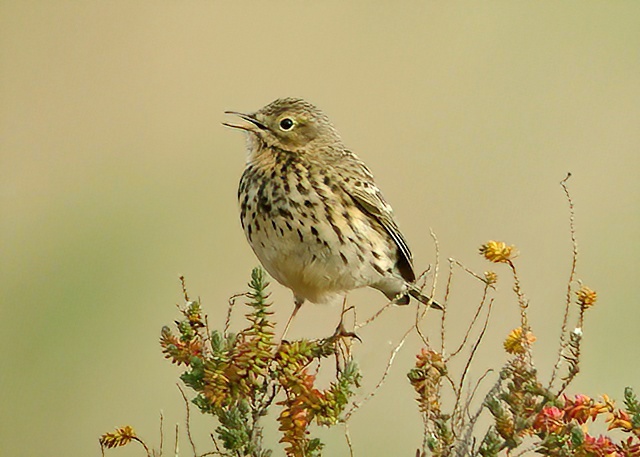 MeadowPipit 020412 GibPoint PNeale SharpenAI Standard