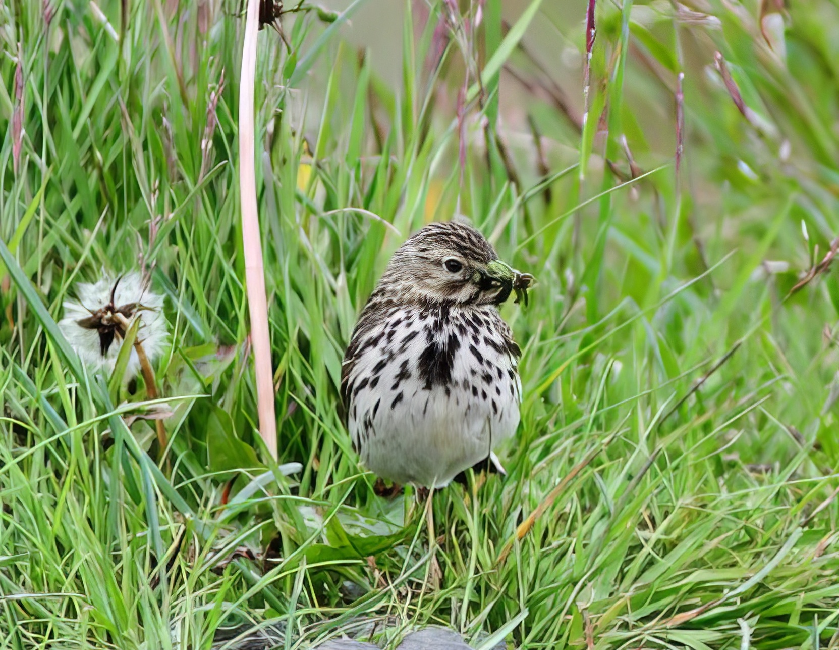 MeadowPipit 250718 Iceland PAHyde topaz enhance