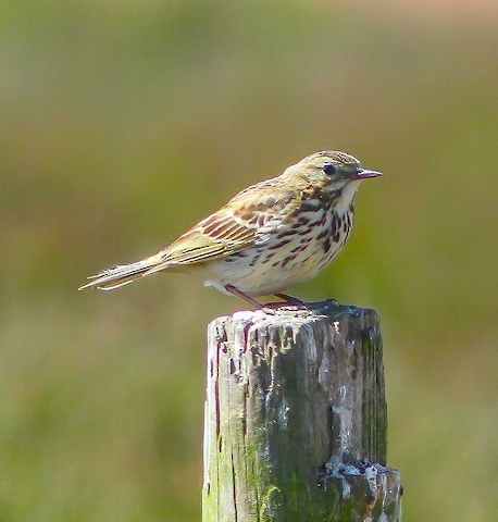 MeadowPipit 260617 KirkbyMoor PAHyde SharpenAI Motion