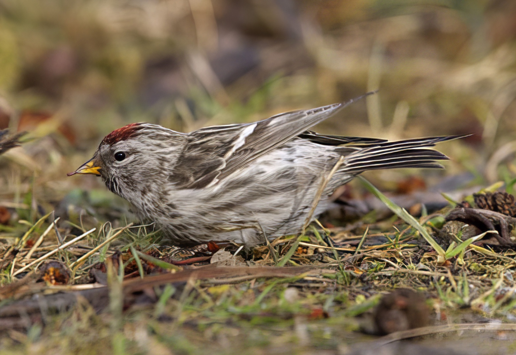 MealyRedpoll2 050308 WatersEdgeCP GPCatley topaz enhance