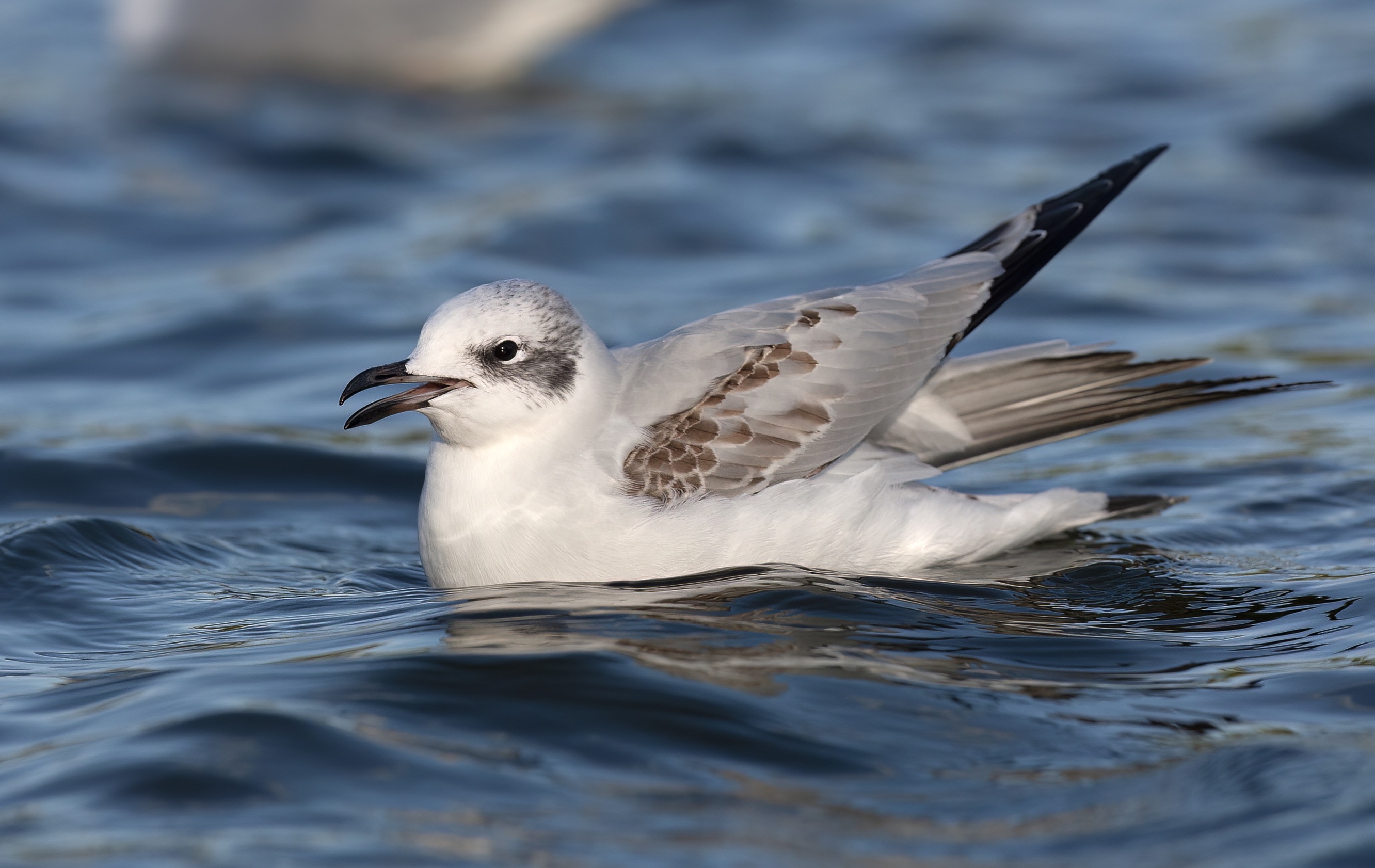 MediterraneanGull 1CY Cleethorpes 211008GPCatley topaz denoise