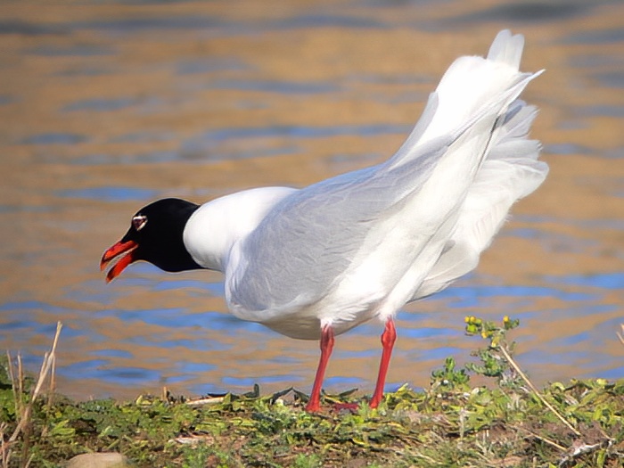 MediterraneanGull Ad 170406 GibPointRHayes topaz denoise