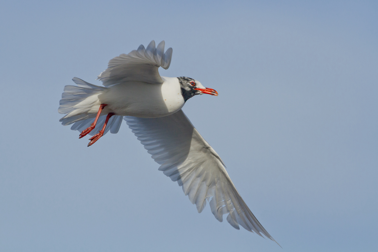MediterraneanGull Grimsby 020214 MJohnson