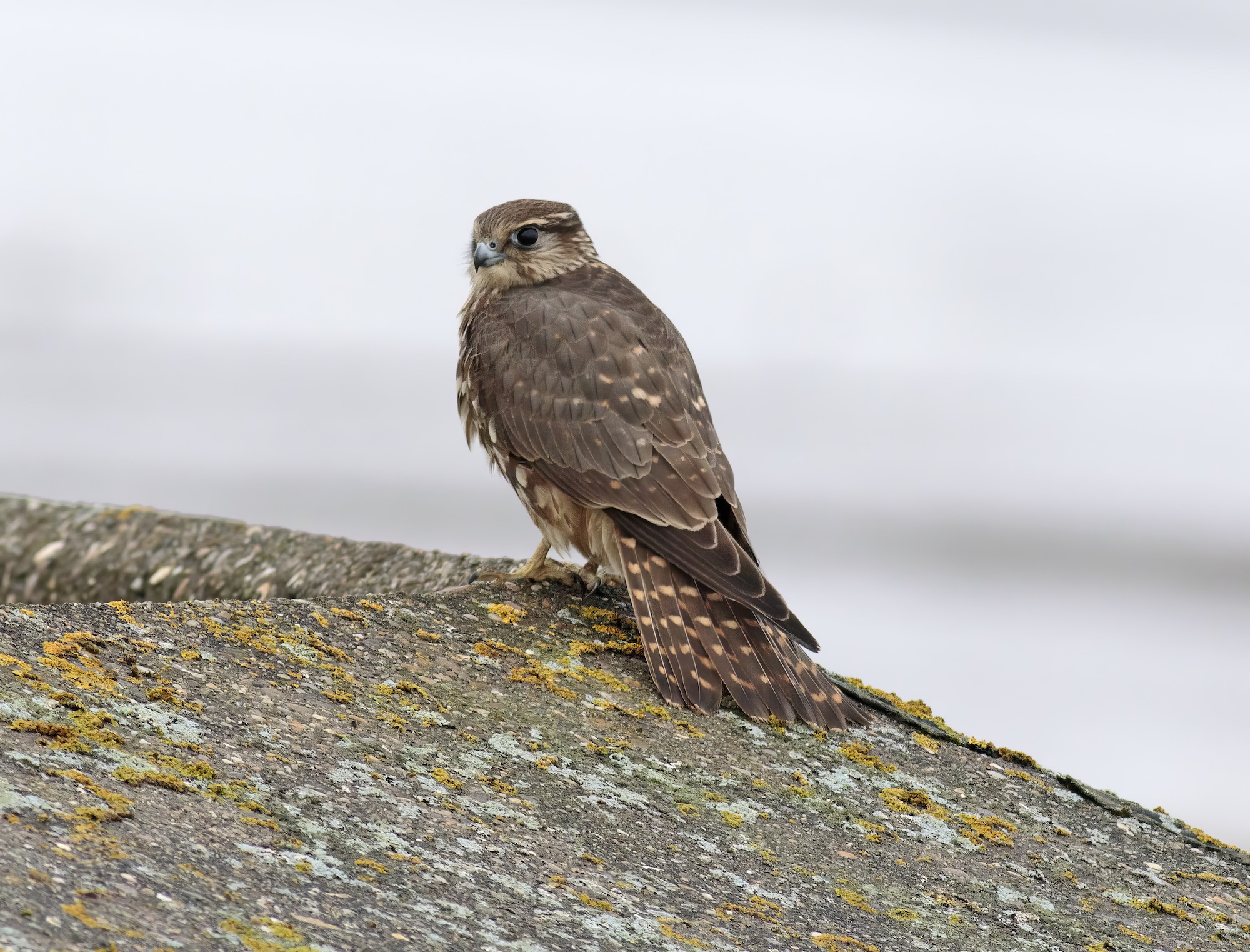 Merlin 110116 NorthKillingholmeHaven GPCatley topaz enhance