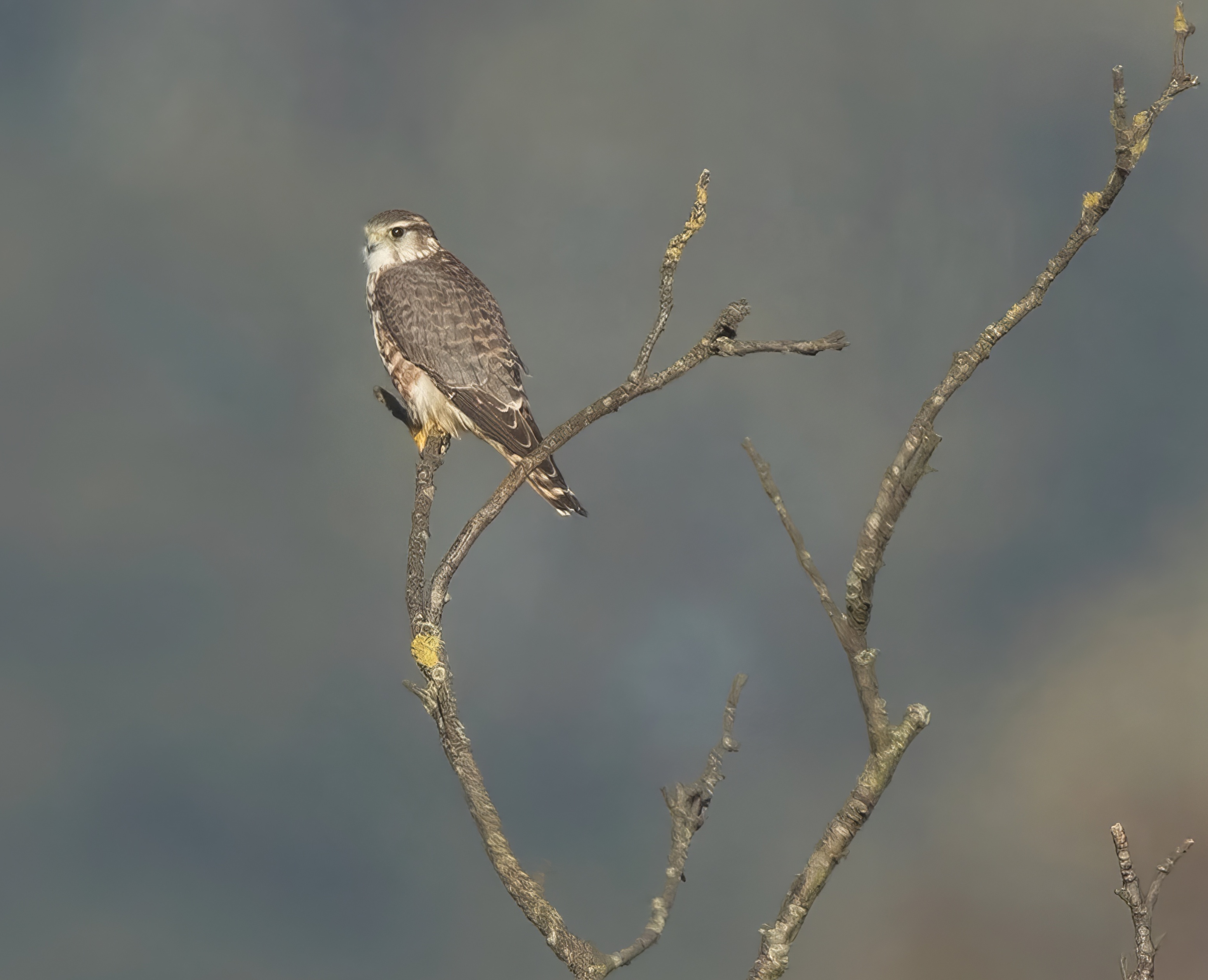 Merlin 221018 AlkboroughFlats GPCatley topaz enhance