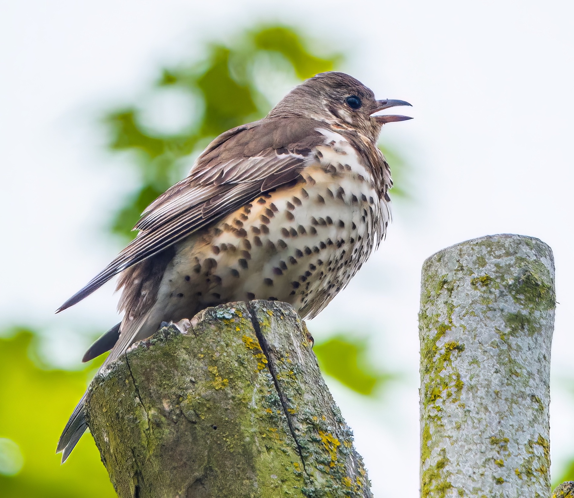 MistleThrush EKeal 190519 topaz denoise enhance