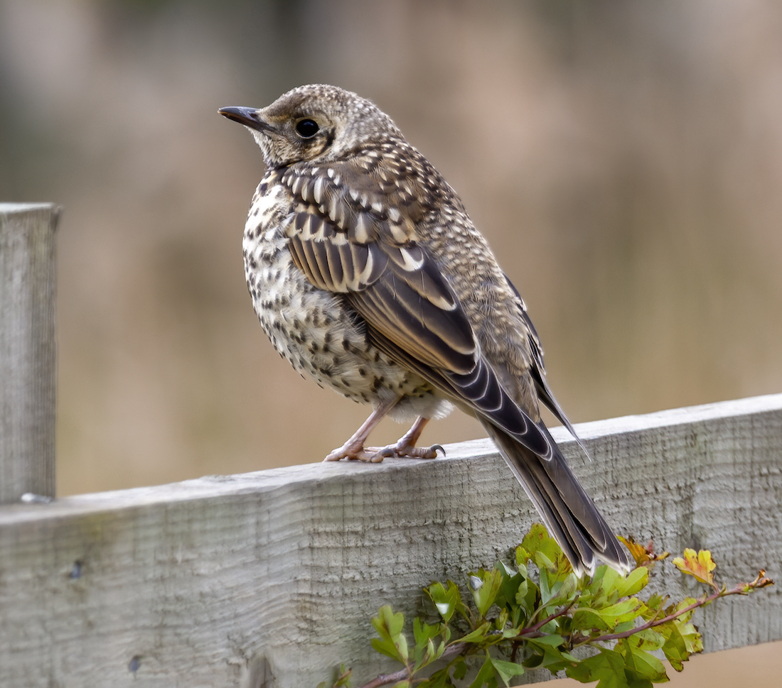 MistleThrush Juv May2005 BartonPits GPCatley
