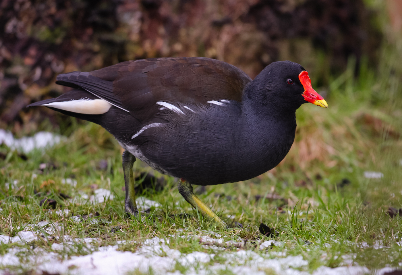 Moorhen 220210 Louth JRClarkson