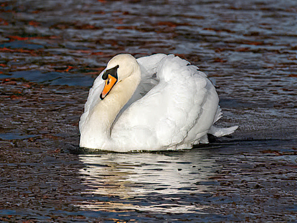 MuteSwan 021211 Hibaldstowe RussHayes SharpenAI Motion