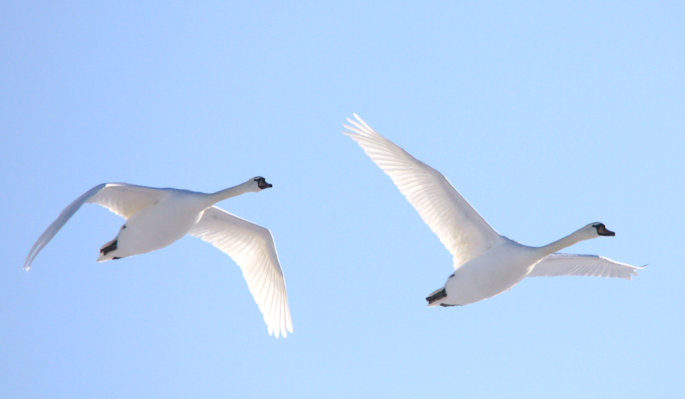 MuteSwan FramptonMarsh 201209 PAHyde 1
