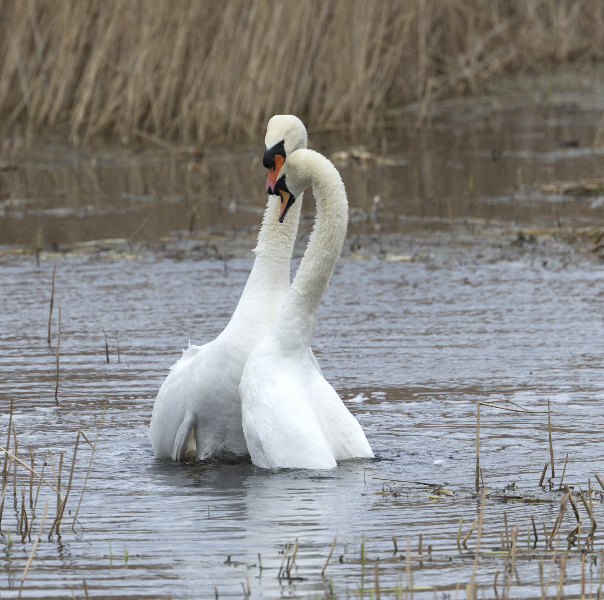 MuteSwans 180317 Barton Pits GPCatley