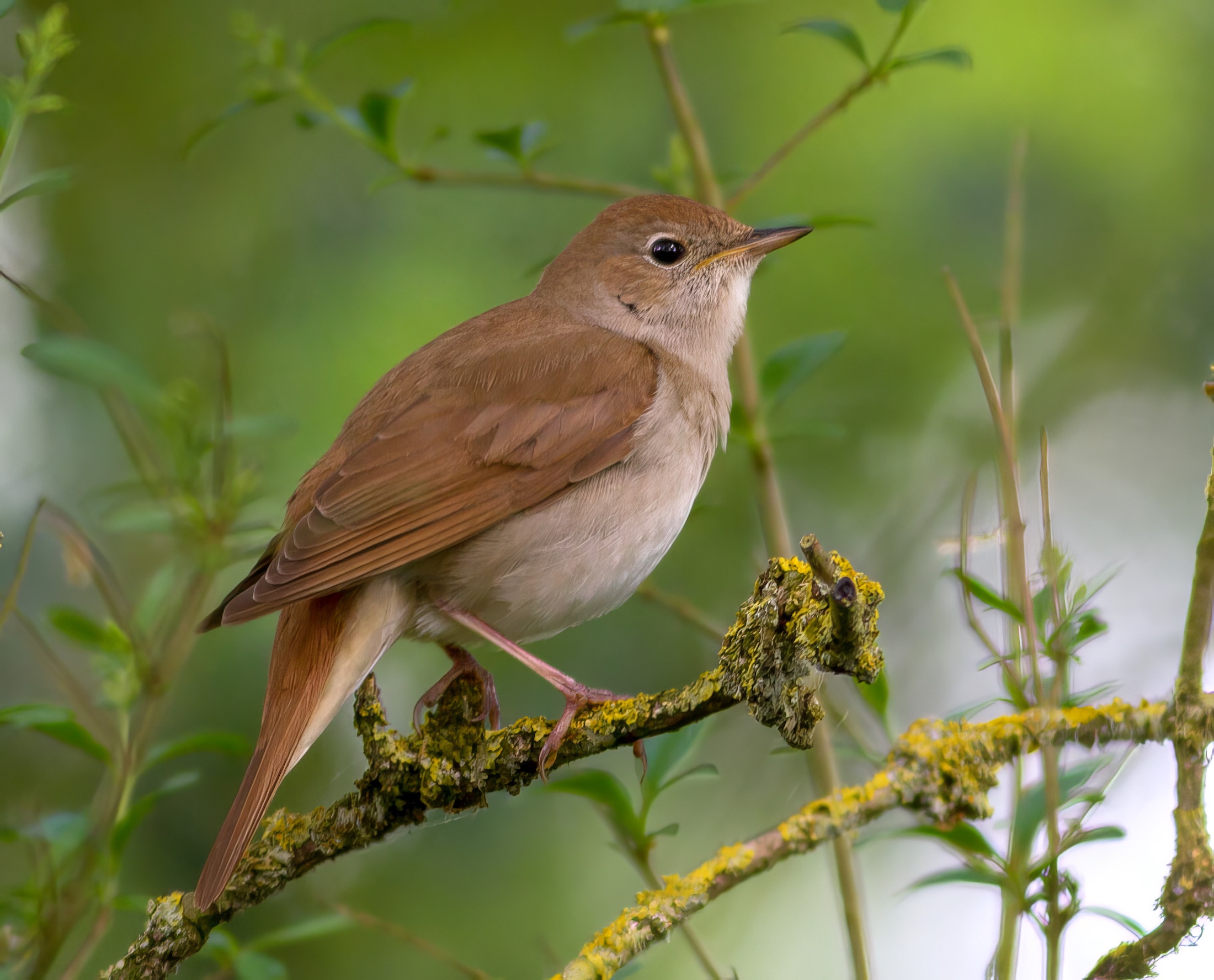 Nightingale 140516 Whisby SNesbitt topaz enhance