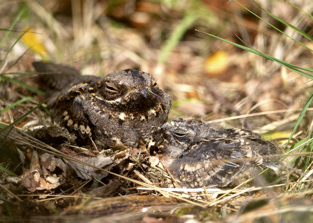 NightjarChick July2020 Laughton Forest GPCatley