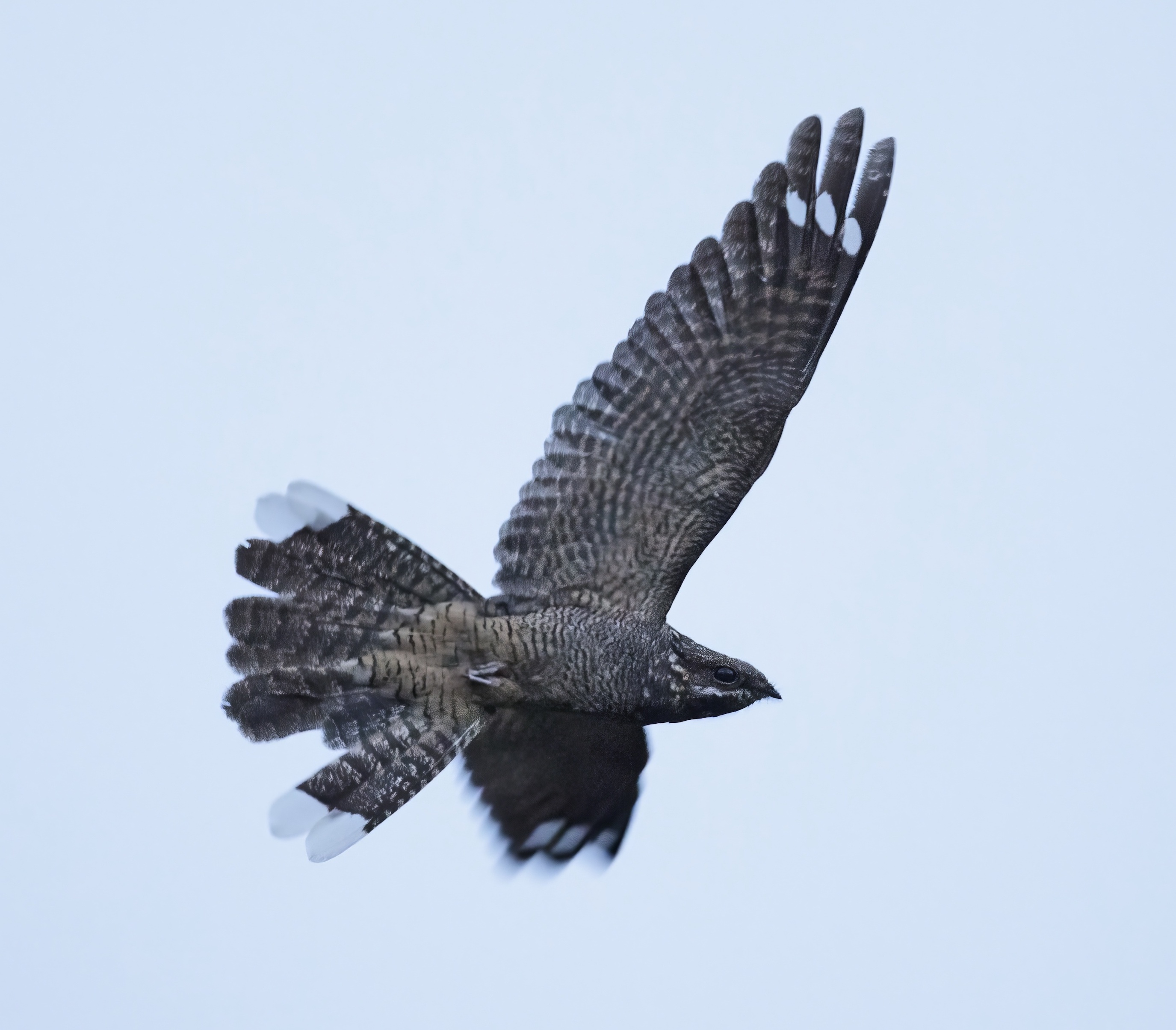 Nightjar 200612 Laughton GPCatley topaz enhance
