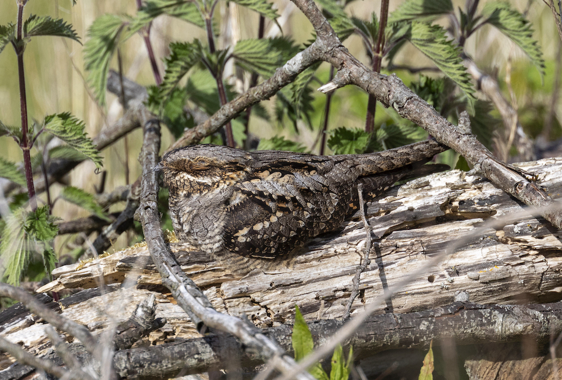 Nightjar May2020 Alkborough Flats GPCatley