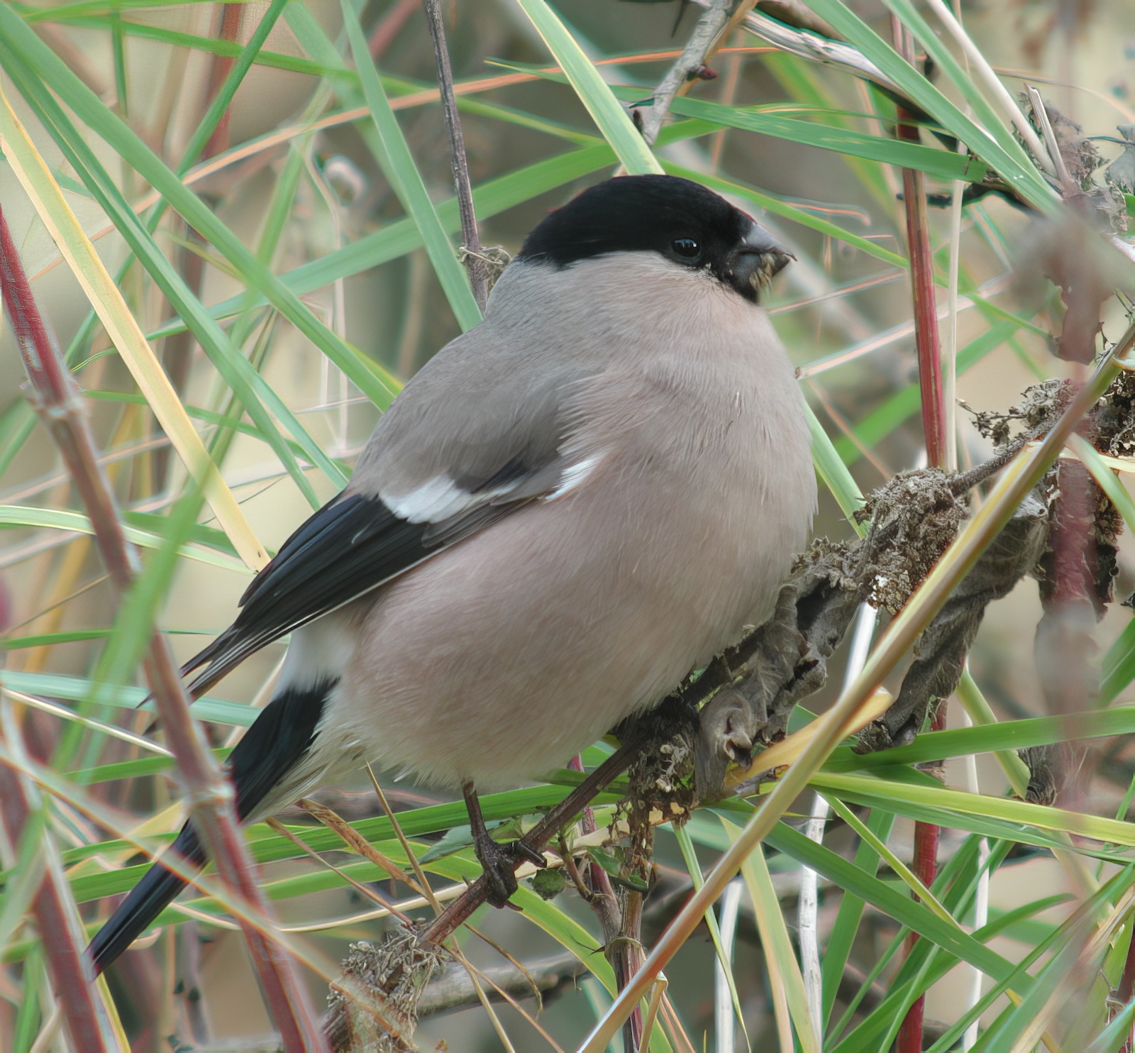 NorthernBullfinch 281003 GibPoint GPCatley topaz enhance