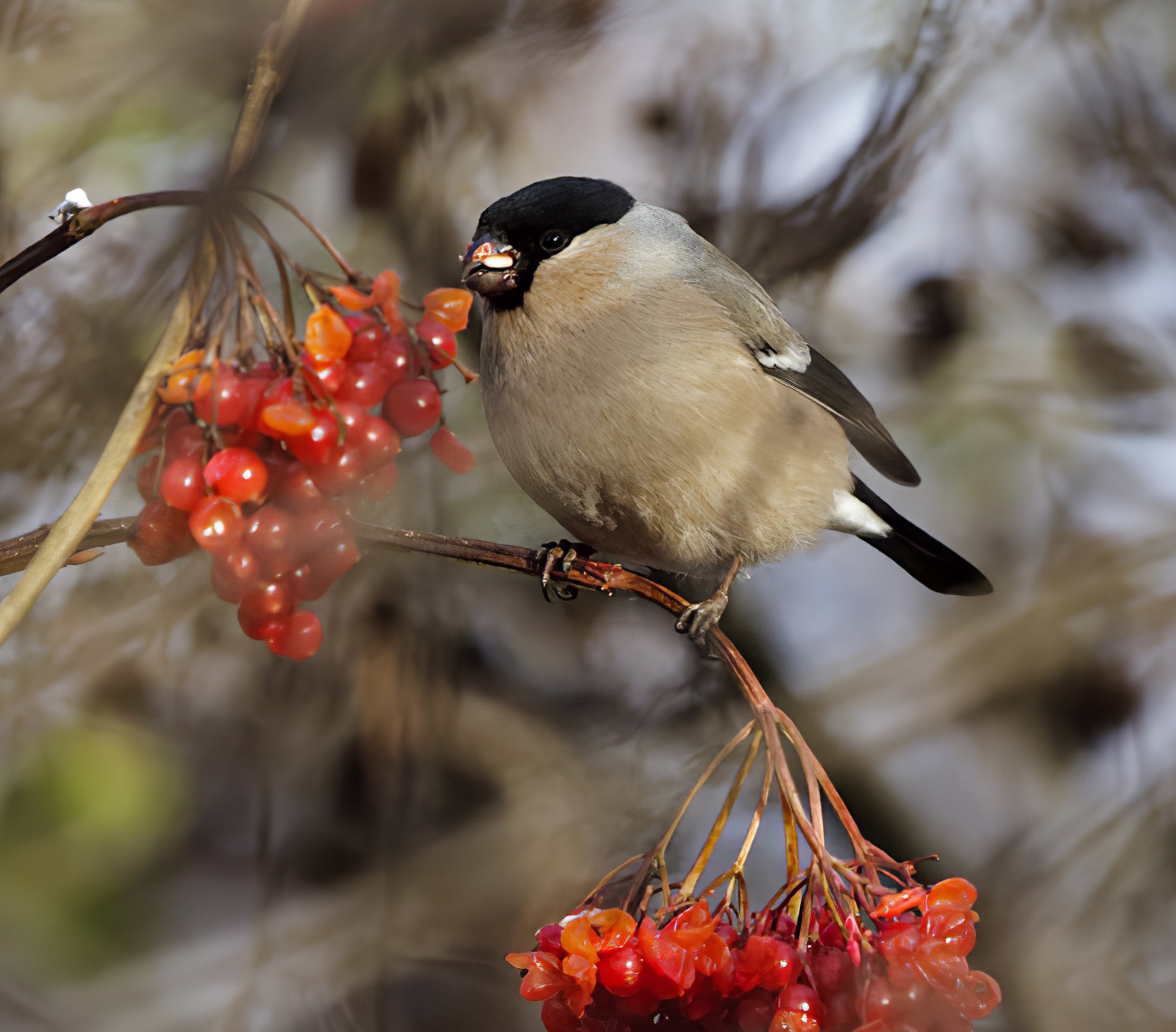 NorthernBullfinch Female 271110 WatersEdge GPCatley topaz enhance