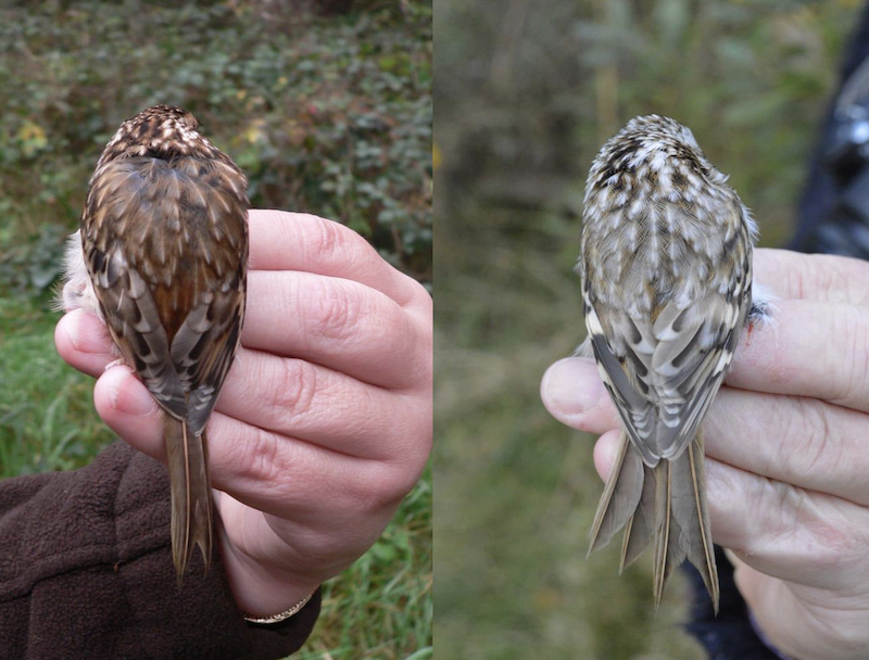 NorthernTreecreeper 15101616 CrookBank ALowe