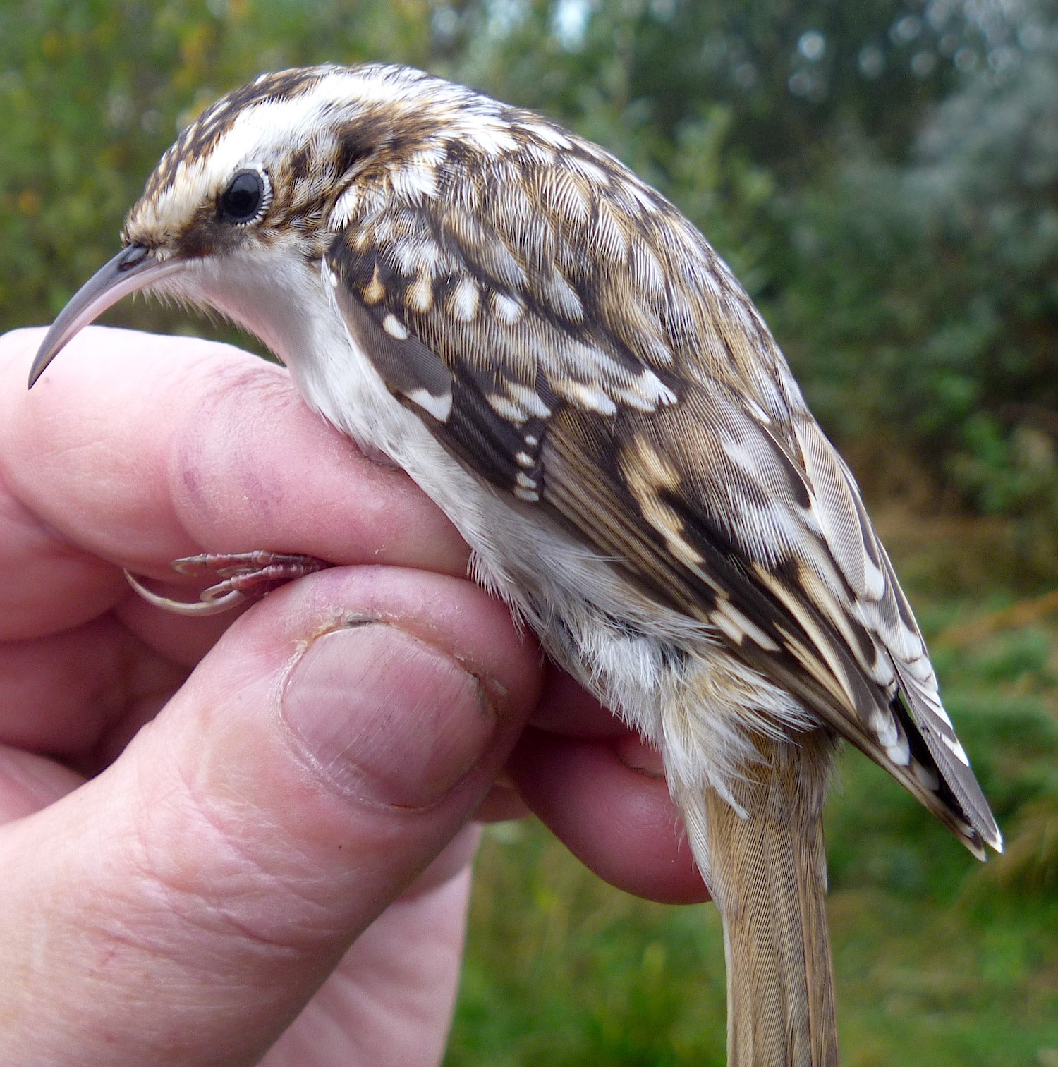 NorthernTreecreeper CrookBank Theddlethorpe 141013 ALowe