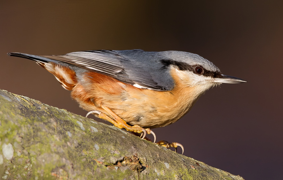 Nuthatch 030212 BradleyWood RTelfer topaz enhance