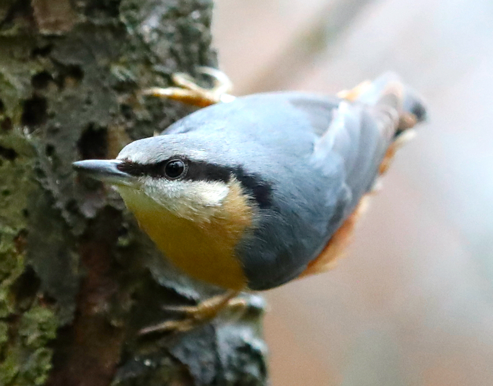 Nuthatch 270118 NorthLincs AEveritt