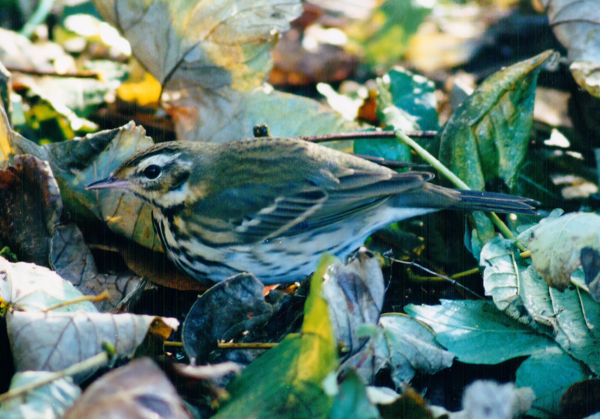 OliveBackedPipit2 181003 Skegness NeilSmith topaz enhance