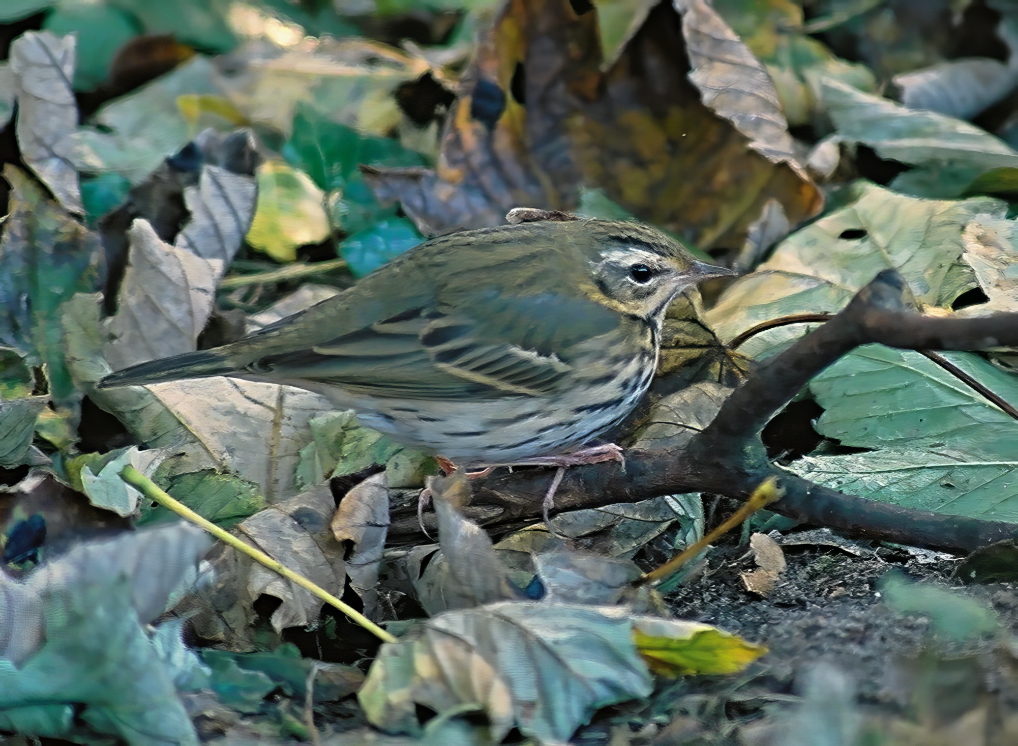 OliveBackedPipit 181003 NeilSmith topaz enhance