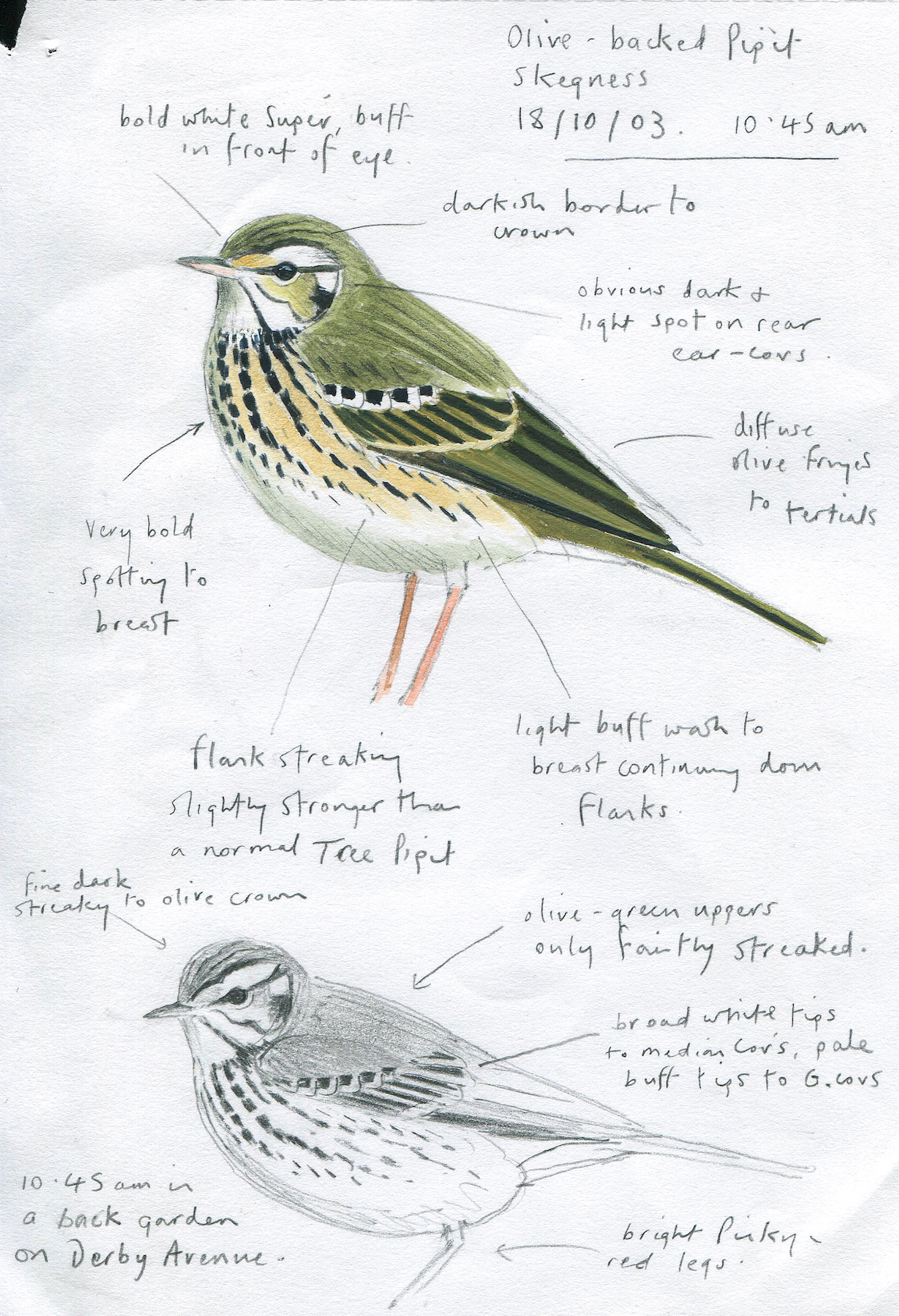 OliveBackedPipit 181003 Skegness Sketch JohnWright