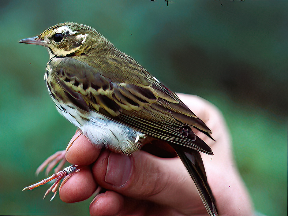 OliveBackedPipit Seacroft 201090 ABall