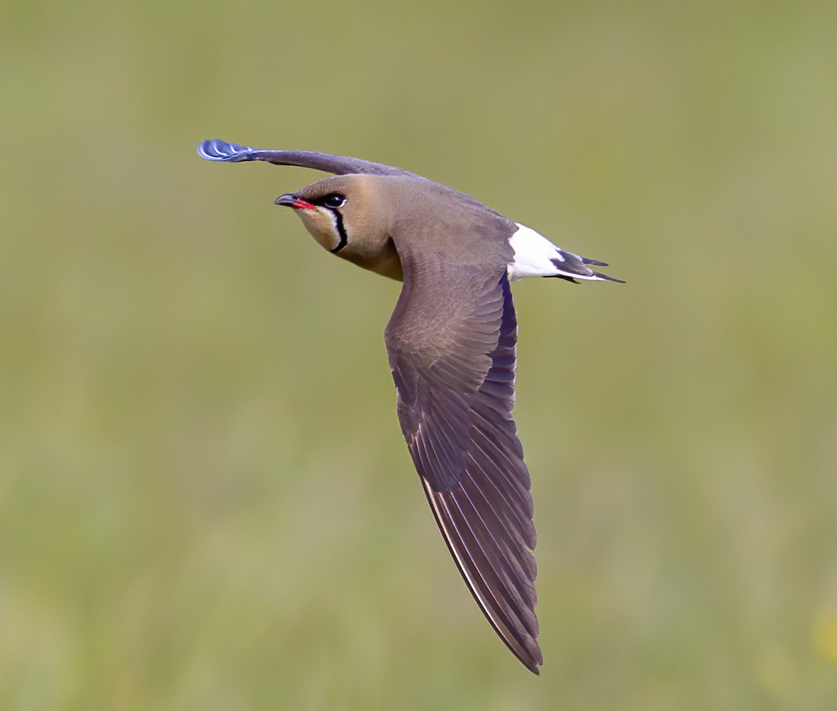 OrientalPratincole May2010 FramptonMarsh GPCatley