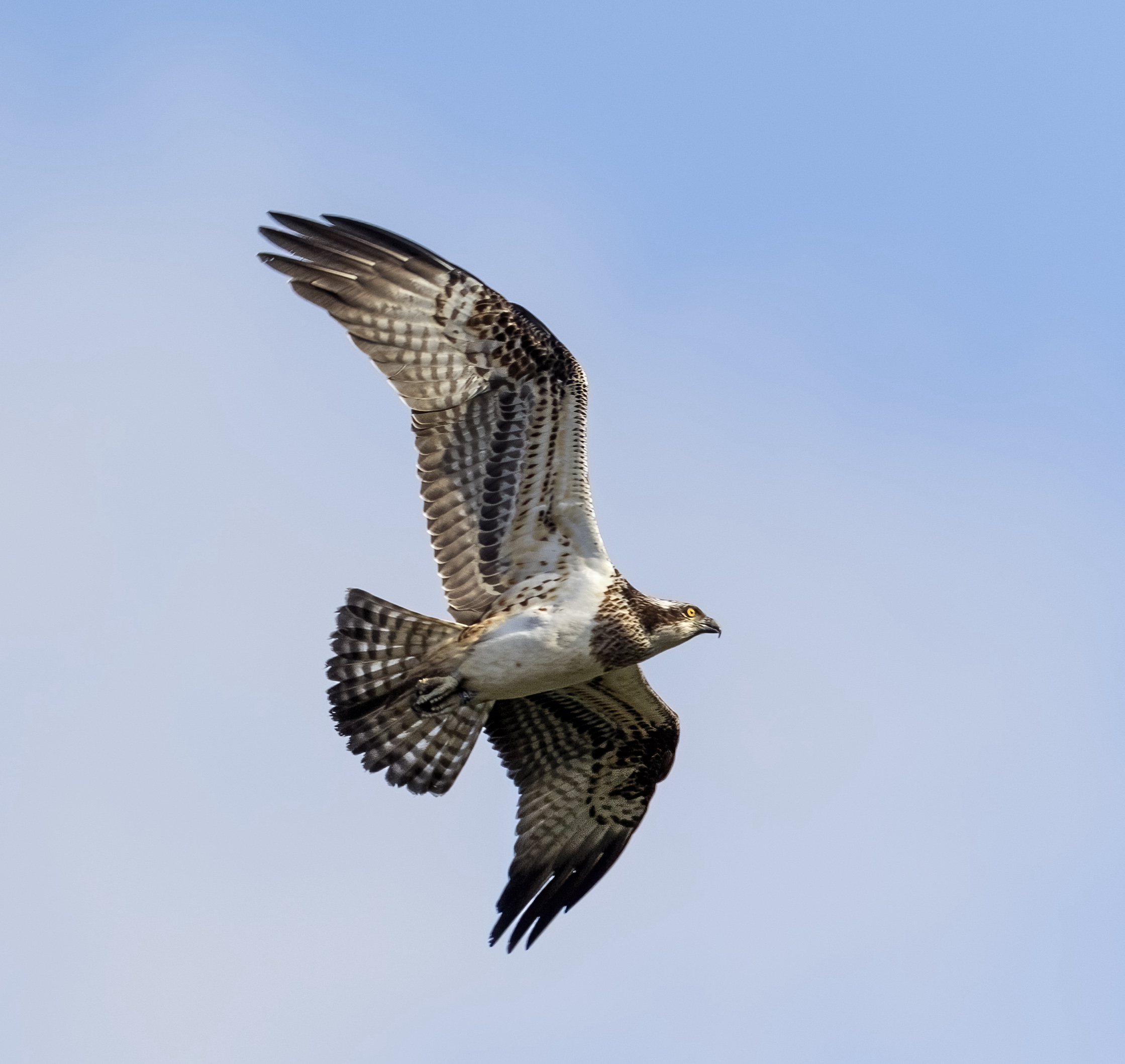 Osprey 240910 Barton Pits GPCatley