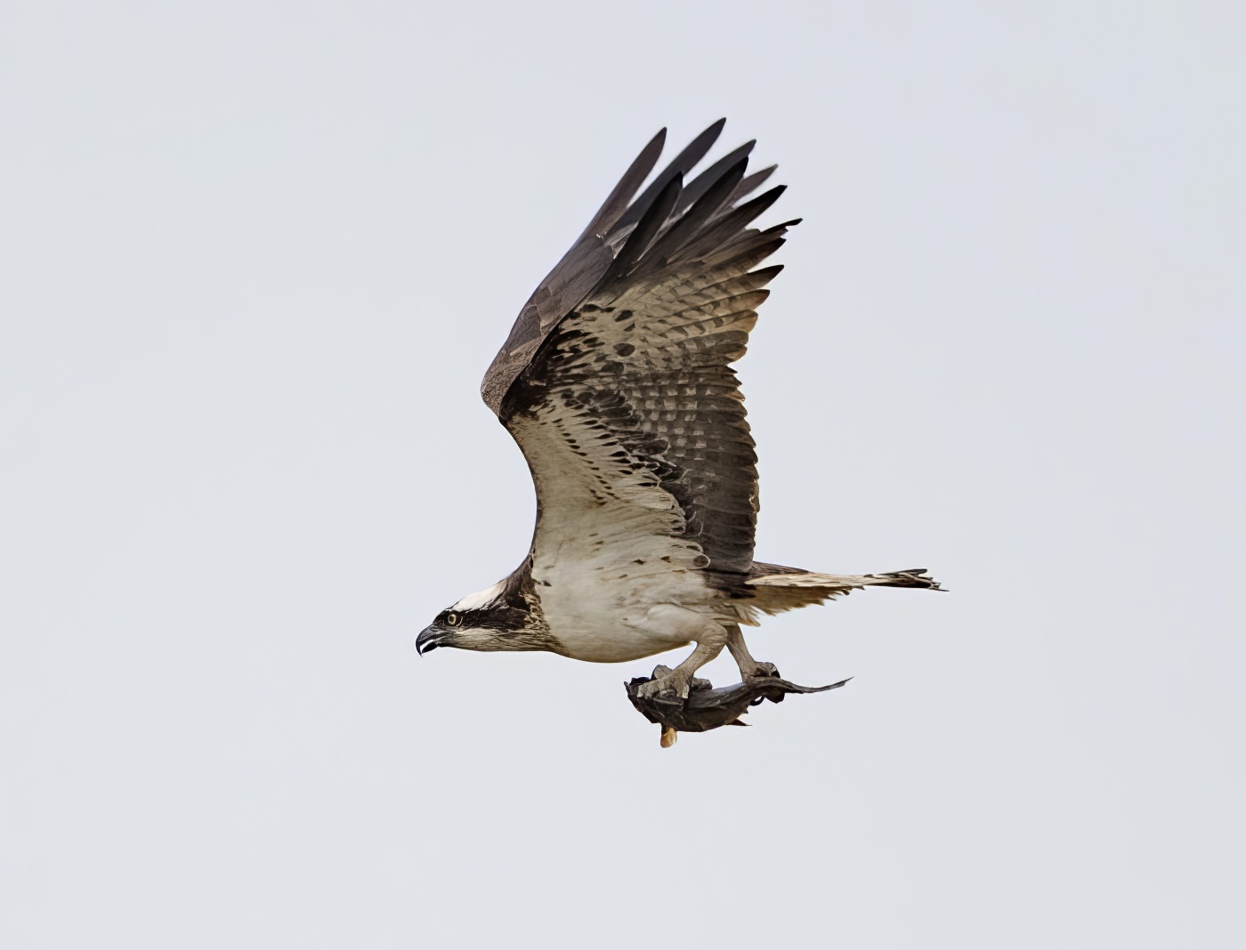 Osprey 280811 BlackBank GPCatley topaz enhance