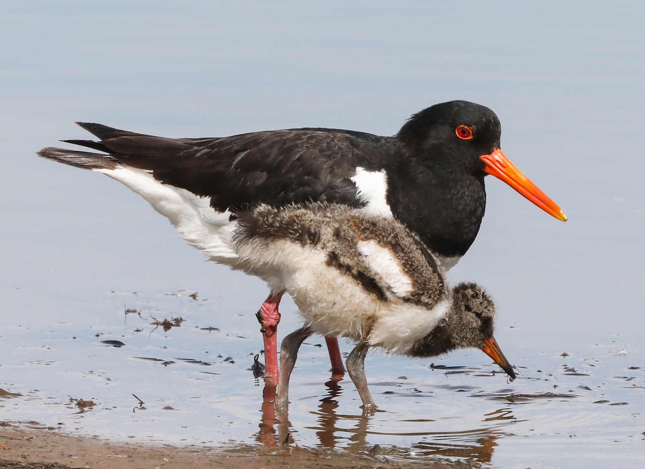 Oystercatcher 030819 Freiston JRClarkson