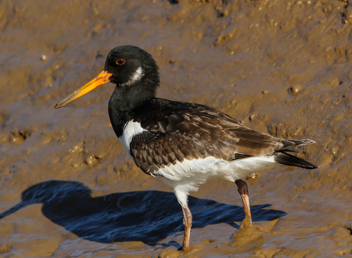 Oystercatcher 110312 DonnaNook MarkDJohnson