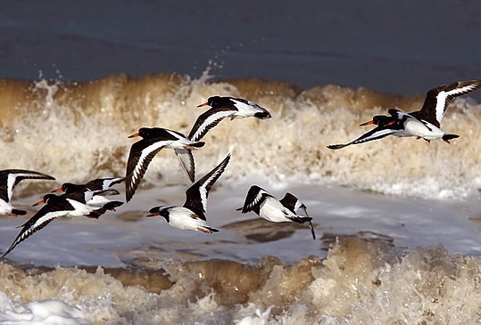 Oystercatcher 300107 ChapelStLeonards DEades