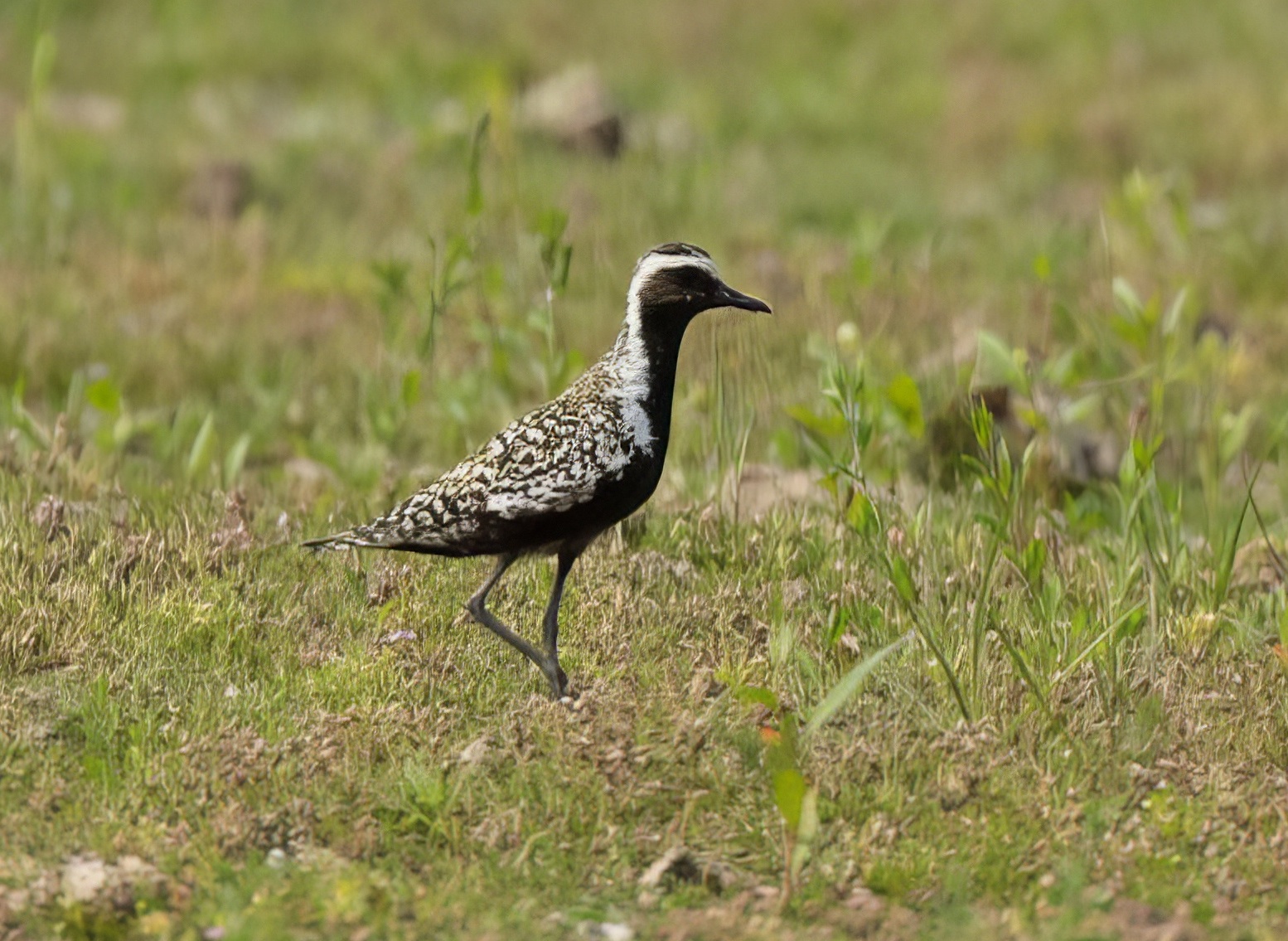 PacificGoldenPlover1 230721 FramptonMarsh GPCatley topaz enhance