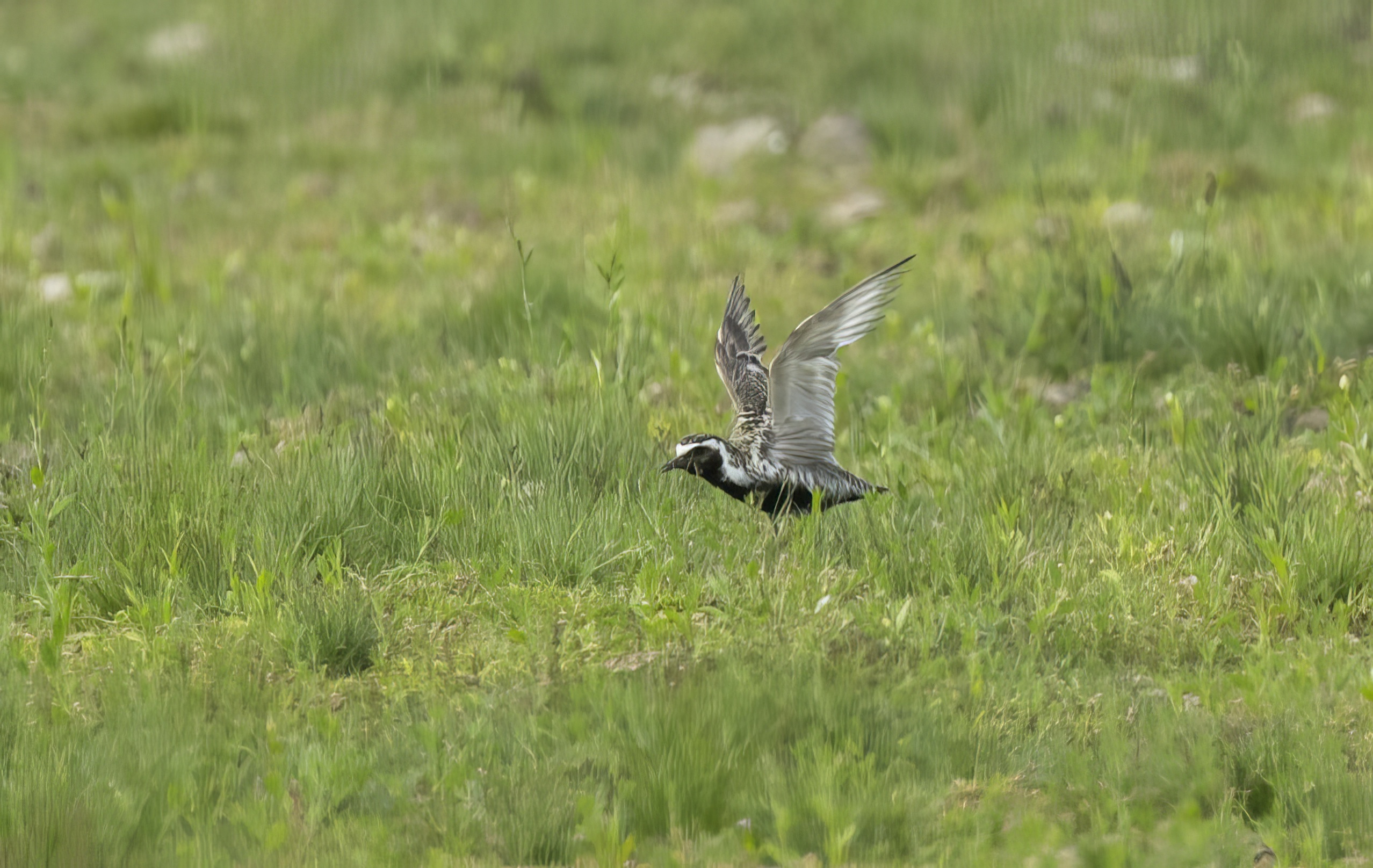 PacificGoldenPlover3 230721 FramptonMarsh GPCatley topaz enhance
