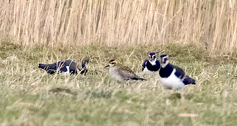 PacificGoldenPlover Jan2015 AlkborougFlats GPCatley