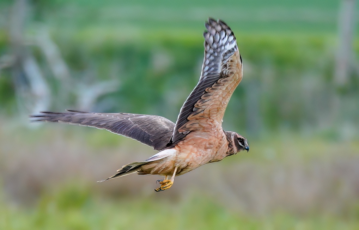PallidHarrier2 070521 BonbyCarrs LEveratt topaz denoise