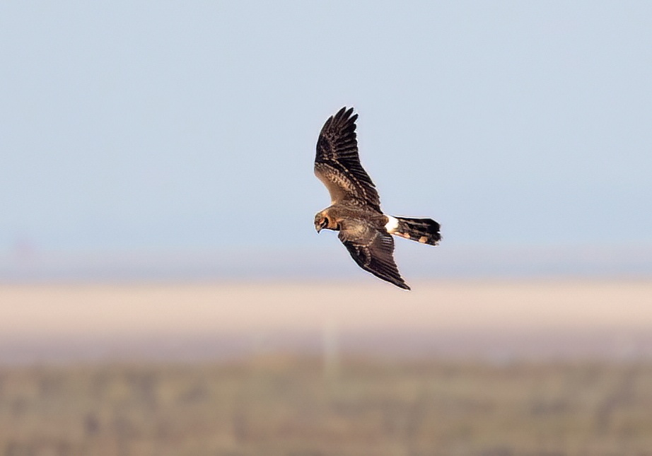 PallidHarrier 111016 GrainthorpeHaven GPCatley topaz denoise