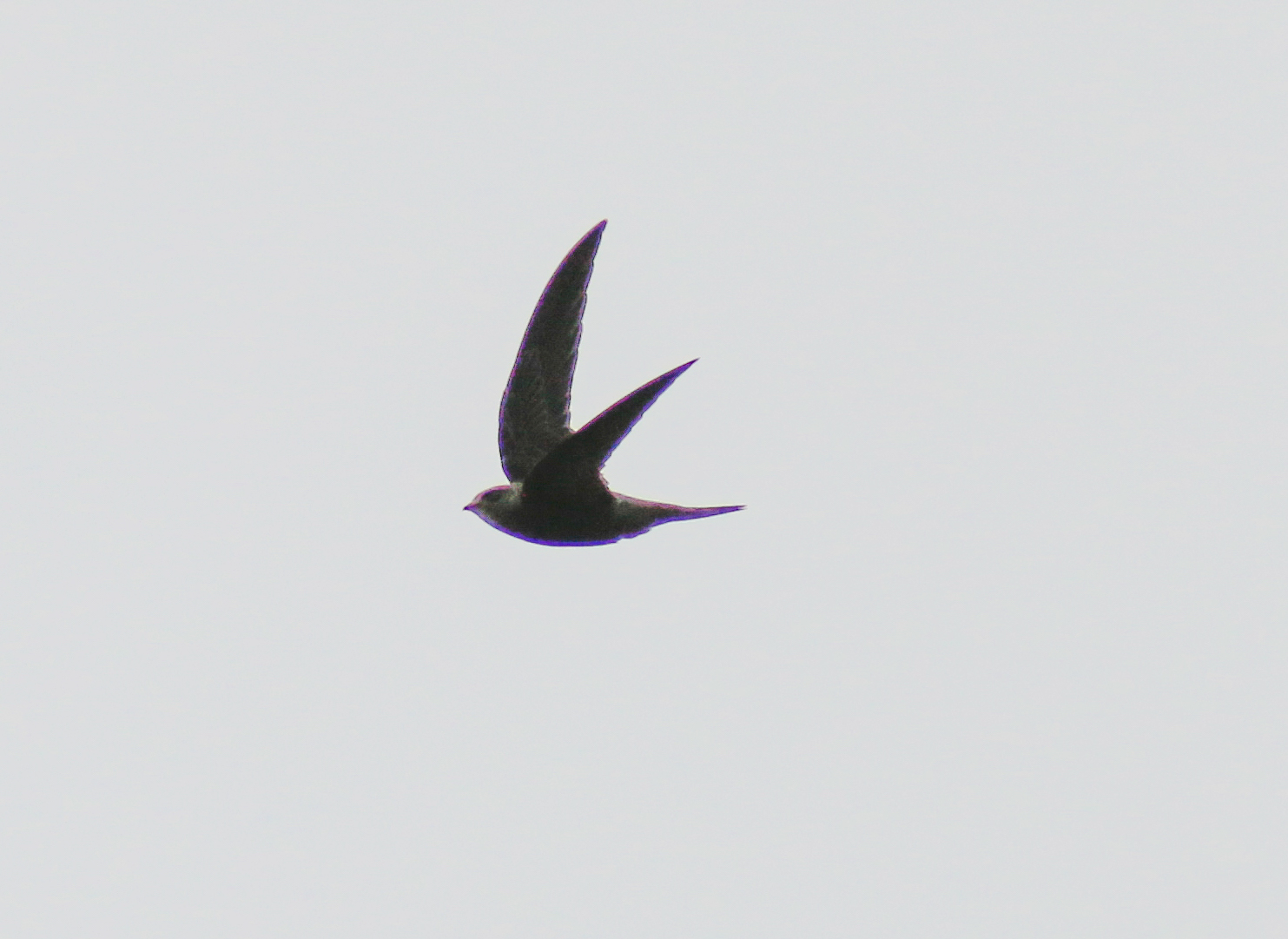 Pallid Swift2 111118 Dawson CityGoxhill Haven SRoutledge