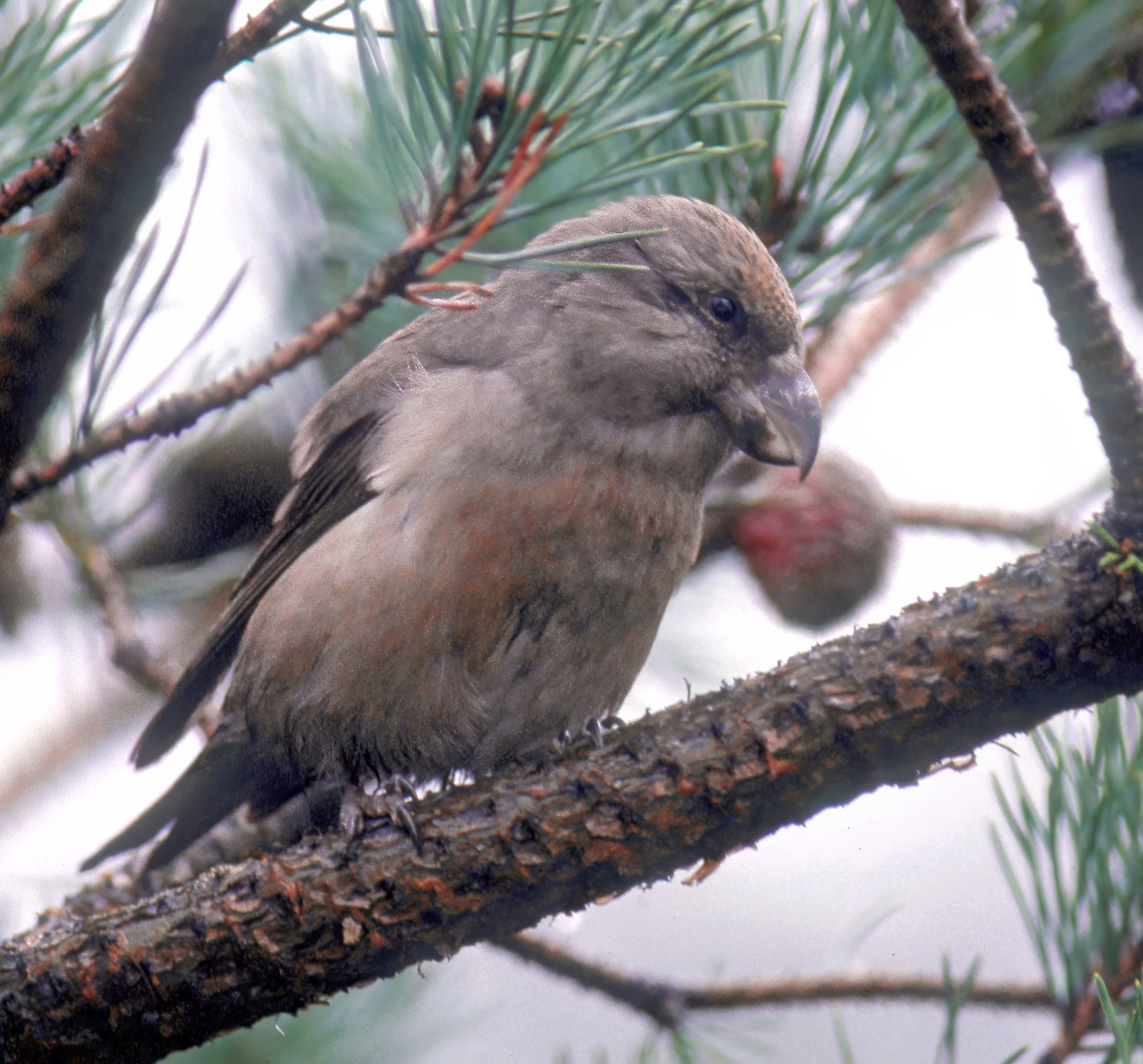 ParrotCrossbill Feb1990 GibPoint Unknown topaz denoise sharpen
