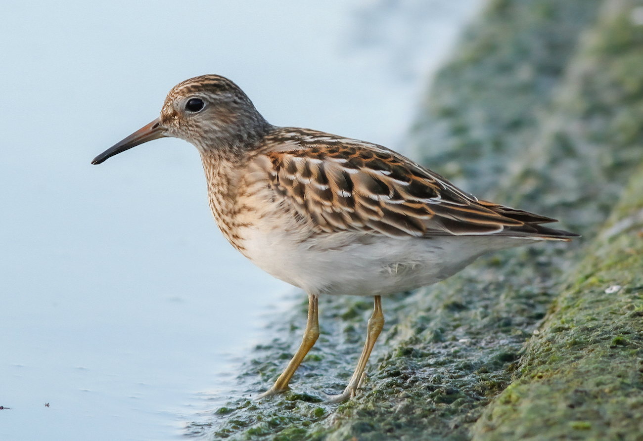 PectoralSandpiper 220912 Toft Newton MDJohnson