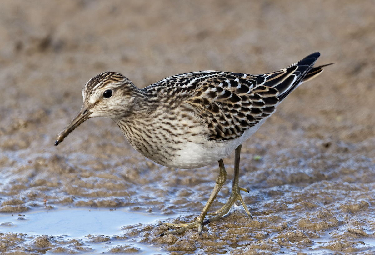 PectoralSandpiper Sept2005 Barton Pits GPCatley