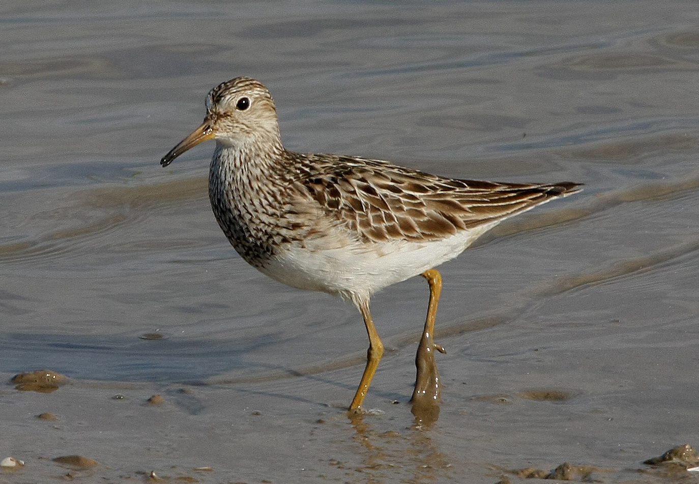 Pectoral Sandpiper 230814 Freiston Shore RHarvey