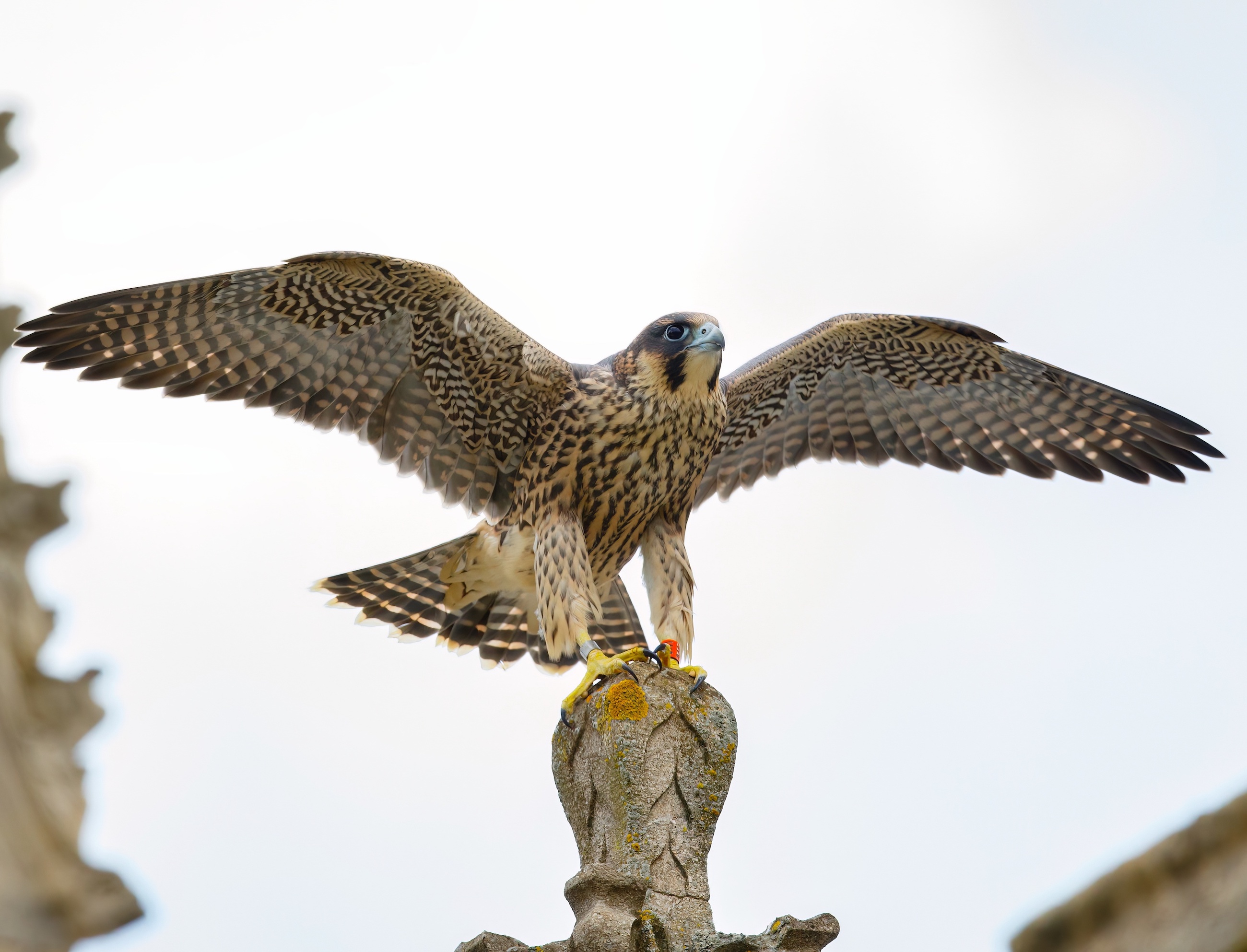 Peregrine 110715 Louth JRClarkson topaz denoise