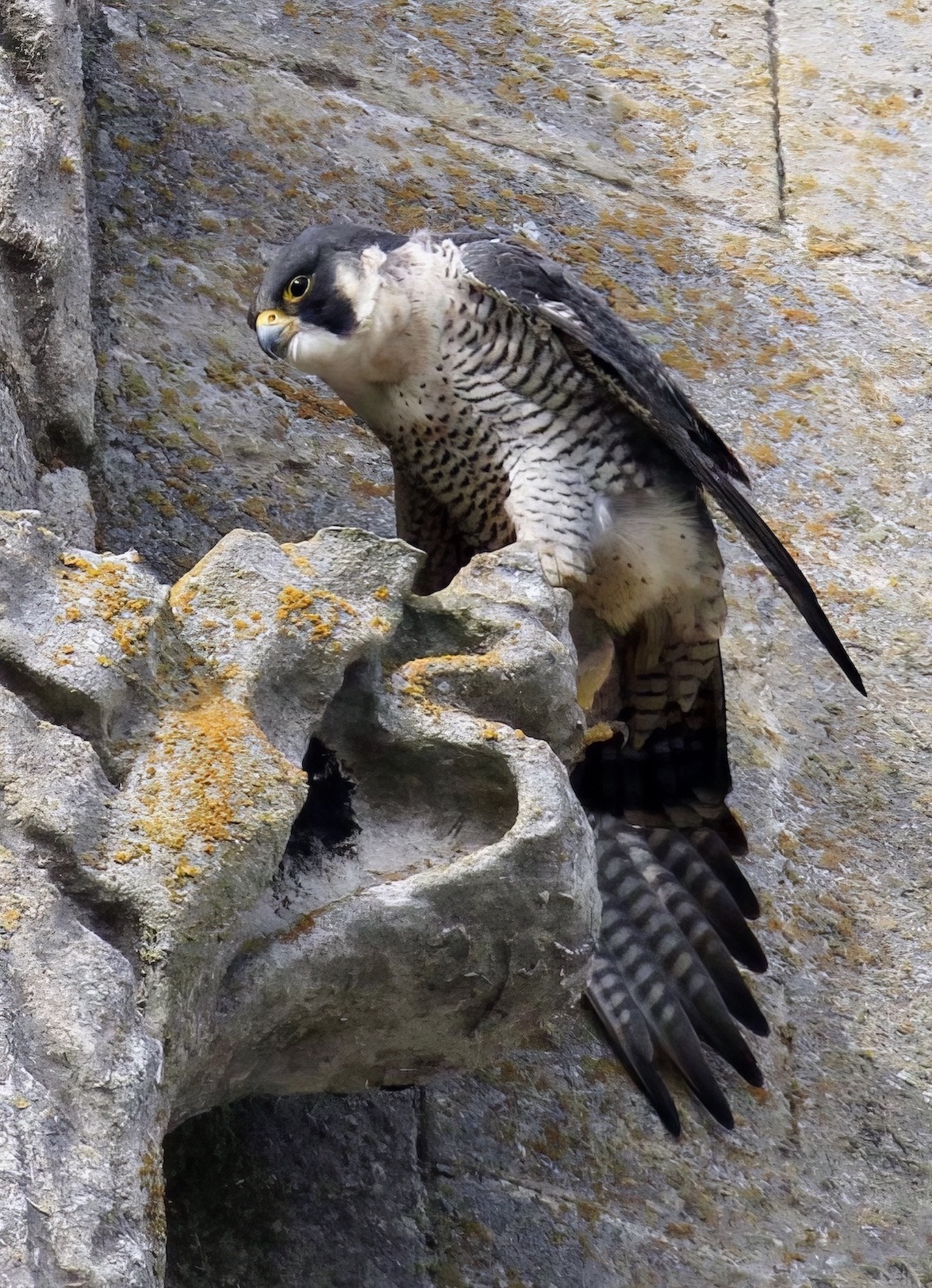 Peregrine Louth 210310 SK Spavin topaz enhance