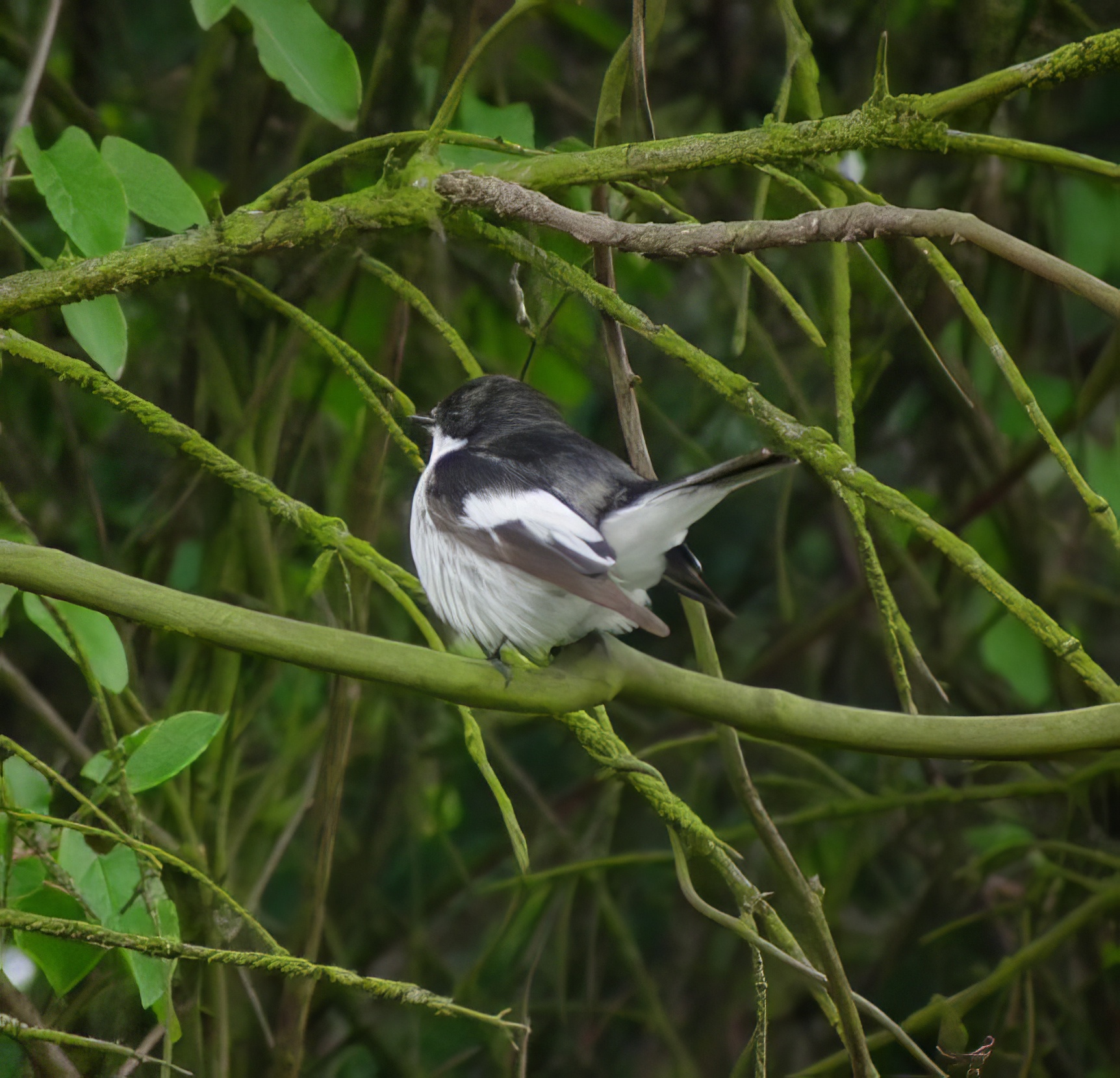 PiedFlycatcher 080512 Cleethorpes DBradbeer topaz enhance