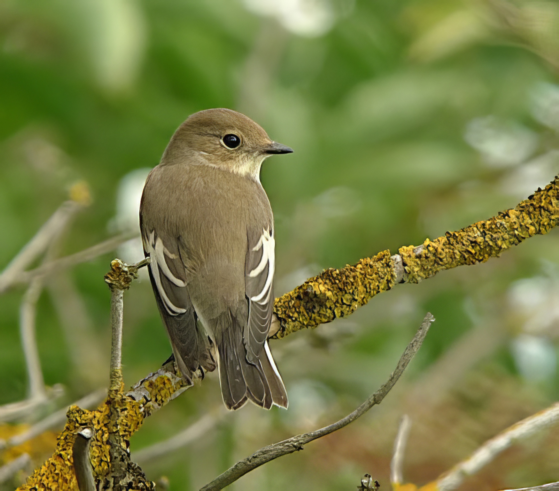 PiedFlycatcher 190813 GibPoint PaulNeale topaz enhance