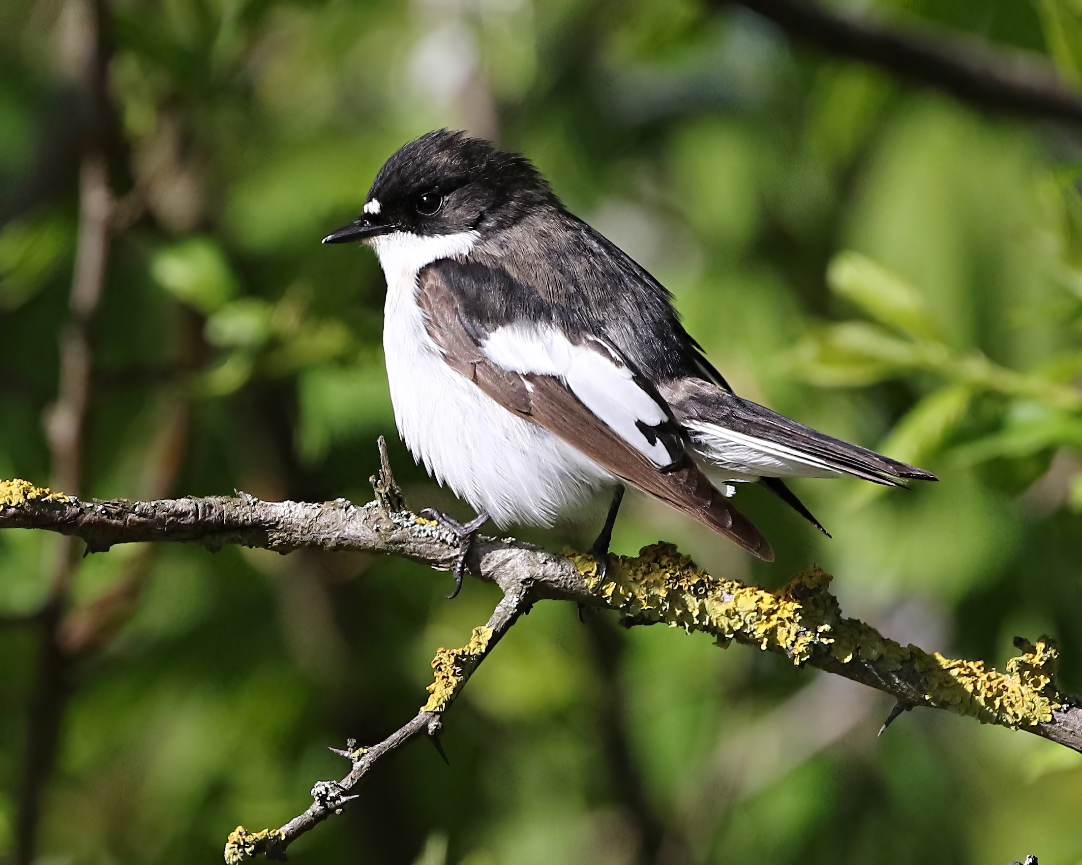 PiedFlycatcher Male 010518 GibPoint PaulNeale topaz enhance